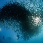 Tornado of Fish Photography-1