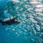 Tornado of Fish Photography-10