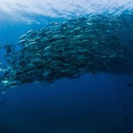 Tornado of Fish Photography-2