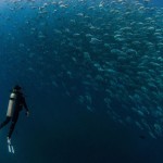 Tornado of Fish Photography-5