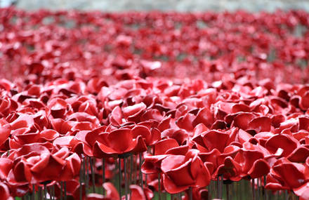 Johnson Tiles proud to have helped Tower Poppies bloom