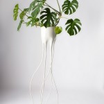 monstera-1