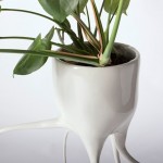 monstera-4