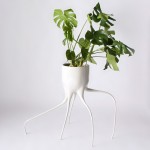 monstera-8