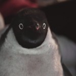 montythepenguin-4