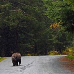 wildlifeyukon-12