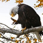 wildlifeyukon-9