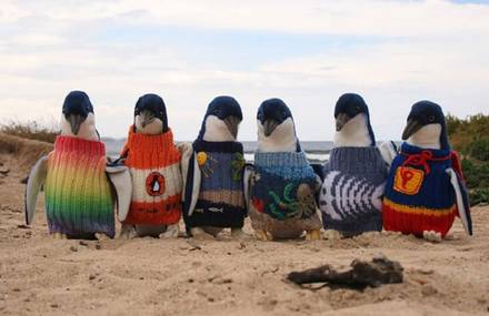 Tiny Cute Sweaters For Injured Penguins