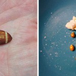 Everyday Object Composition_2