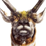 Hyperrealistic Animals Paintings_0