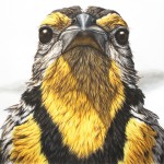 Hyperrealistic Animals Paintings_13