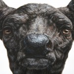 Hyperrealistic Animals Paintings_15