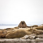 Melting Ice Photography_4