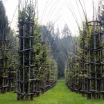 Vegetal Cathedral in Italy-4