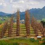 Vegetal Cathedral in Italy-7