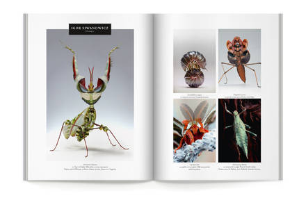 Cercle Magazine n°3 – Insectes (work in progress)
