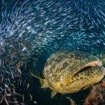 GROUPERS