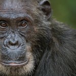 Eastern chimpanzee male 'Frodo' aged 36 years portrait