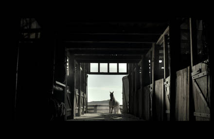 Man’s Nature. New film of Diageo’s White Horse whisky