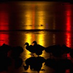 Back Light Silhouettes Photography-25