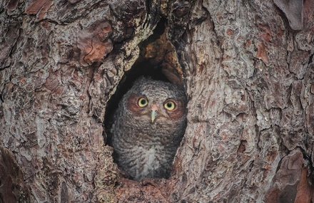 Camouflaged Owls Within Trees