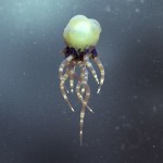 Digital Organic Art -20
