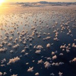 Frost Flowers in the Arctic Ocean by Matthias Wietz
