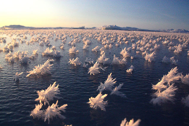 Frost Flowers in the Arctic Ocean by Matthias Wietz 2
