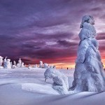Frozen Trees Photography-1