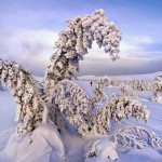 Frozen Trees Photography-10