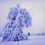Frozen Trees Photography-3