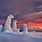 Frozen Trees Photography-6