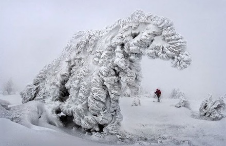 Frozen Trees Photography