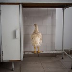 Funny Moments Photography in Romania_17