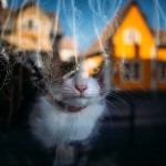 Funny Moments Photography in Romania_4