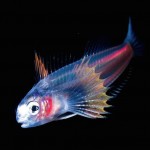 Glowing Creatures in Black Water-1