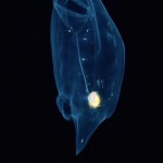 Glowing Creatures in Black Water-11