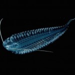 Glowing Creatures in Black Water-14