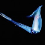 Glowing Creatures in Black Water-16