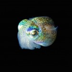 Glowing Creatures in Black Water-17