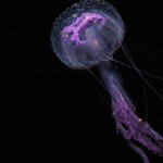 Glowing Creatures in Black Water-20