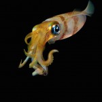 Glowing Creatures in Black Water-3