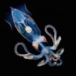 Glowing Creatures in Black Water-6