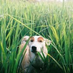 Gluta The Happy Smiling Dog -10