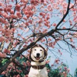 Gluta The Happy Smiling Dog -11