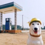 Gluta The Happy Smiling Dog -12