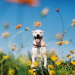 Gluta The Happy Smiling Dog -13