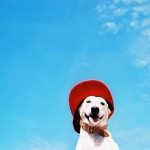 Gluta The Happy Smiling Dog -2