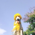 Gluta The Happy Smiling Dog -4