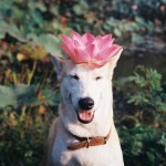 Gluta The Happy Smiling Dog -6